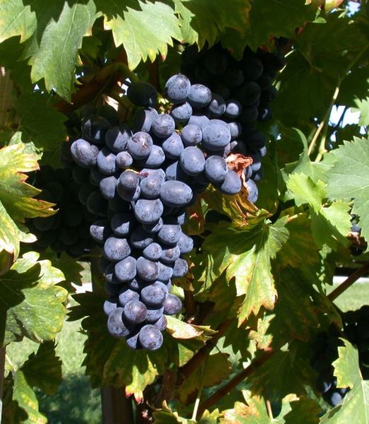 Vitis vinifera 'Uva Attika'